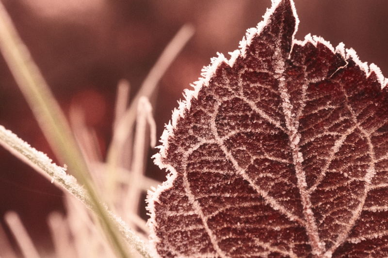 Frosty Leaf